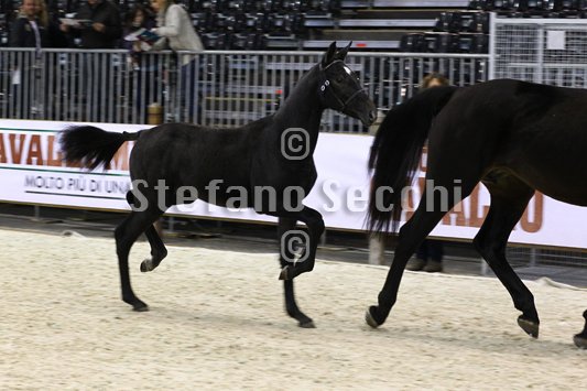 BELLY DANCER_MILANO_2010_SS3_7865.jpg